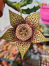 Orbea Variegata STEM CUTTING -
