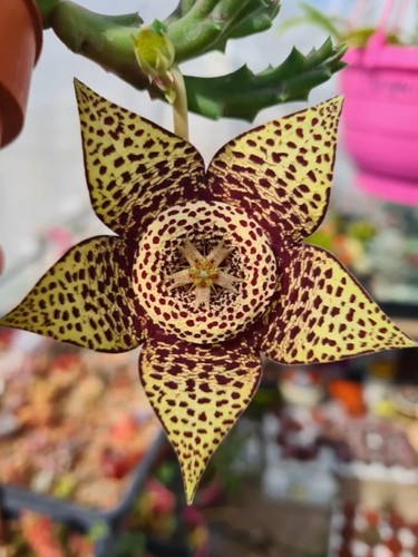 Orbea variegata stem cutting - orbea,