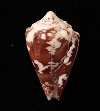 sea shell Conus regius, 51.6mm