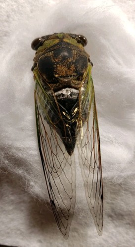 Annual cicada neotibicien sp - cicada:,