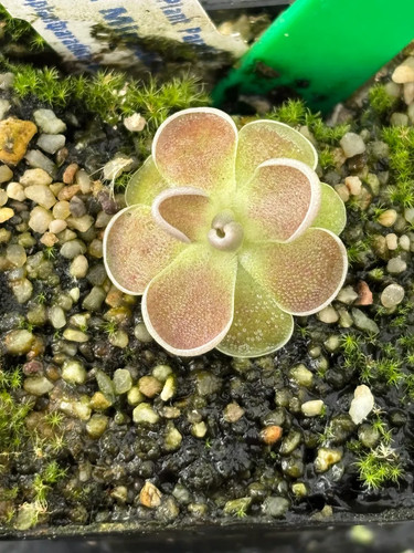 Pinguicula mirador - pinguicula,