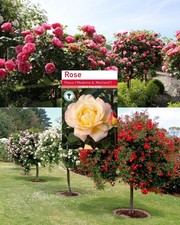 Peace Rose Tree Root Wrapped