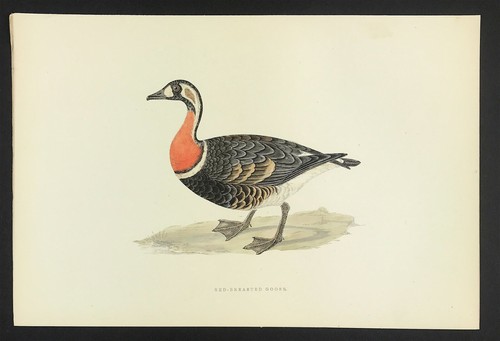 Goose red breasted 1891 - red,