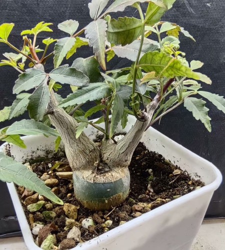 Rare bursera fagaroides - rare,