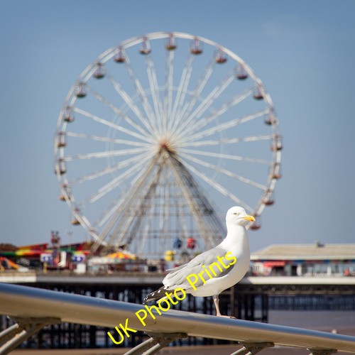 Photo 6x4 seagull the - on,