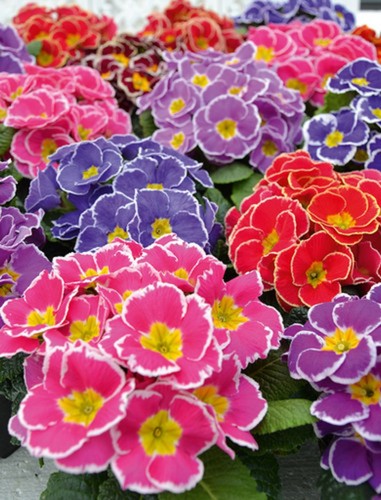 Primrose sacarina mixed - 6,