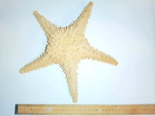  STARFISH GIANT REAL NATURAL DRIED THORNY 32CM/12 INCHES