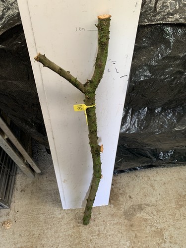 Seasoned blackthorn thumb - blackthorn,