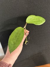 Hoya Purpureofusca Very Rare