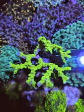 WYSIWYG Slime Ball Anacropora SPS Coral Frag Approx 2 Inches