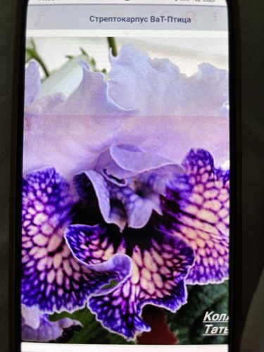 Streptocarpus vat bird - streptocarpus, ВаТ