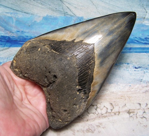 Megalodon shark tooth - tooth, 5