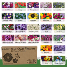 Flower Seeds UK | 24 Varieties