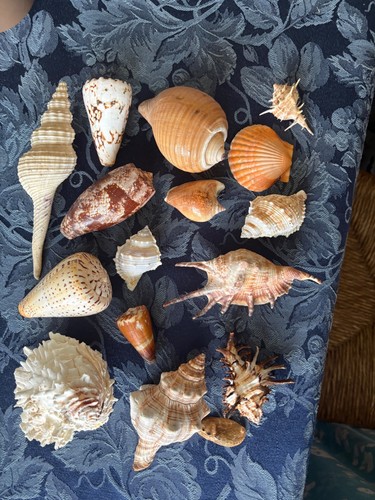 Medley sea shells - of,