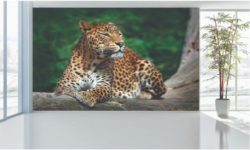 Leopard lying down - wall, murals
