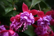 Fuchsia Plants 'Heidi Anne' -