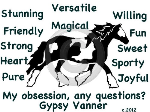 Gypsy vanner cob - horse, my