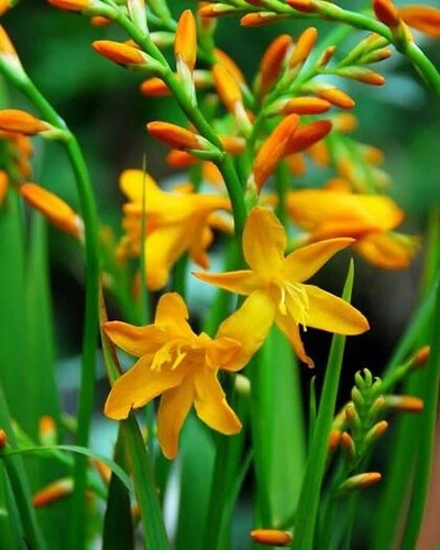 Crocosmia george davidson - 20,