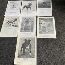 FRED PHILLIPS Staffordshire Bull Terrier