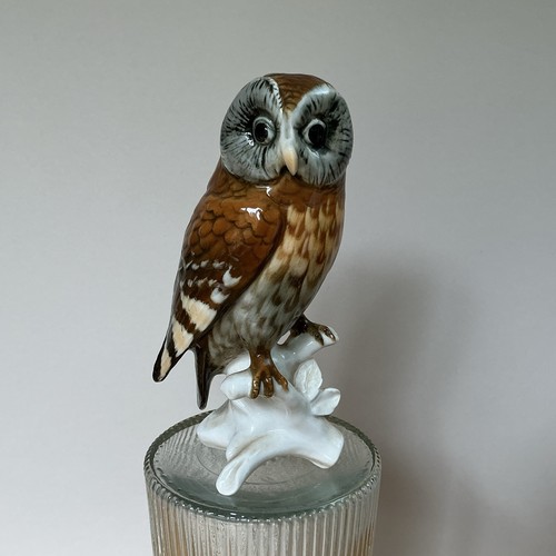 Tawny owl porcelain - tawny,