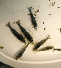 Wildtype neocaridina live - 5,