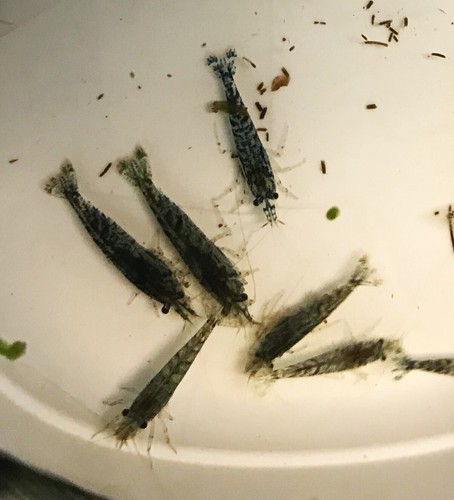 Wildtype neocaridina live - neocaridina,