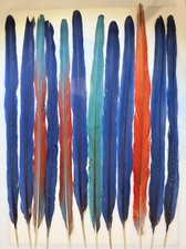 Parrot Macaw Feather Crafts