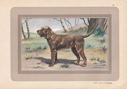 1931 basset fauve bretagne - 1931,