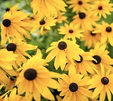 500x Rudbeckia Hirta Black Eyed Susan Flower Seeds
