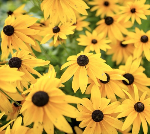 500x rudbeckia hirta black - hirta,
