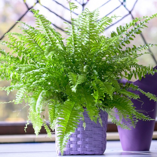 Boston fern popular - fern,
