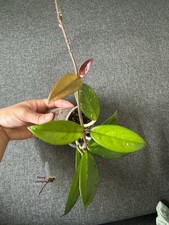 Hoya Carnosa Potted Rooted