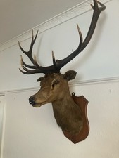 Scottish 12 Point Red Deer Stag's Head - Taxidermy Wall Mount
