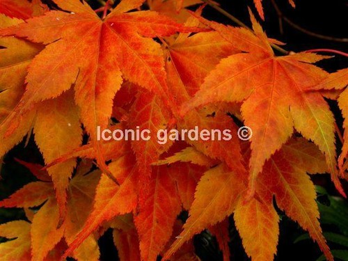 Rare japanese maple cultivar - maple,
