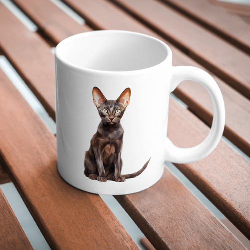 Oriental shorthair cat - oriental,