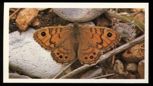 Tobacco card doncella - card,,
