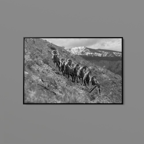 Jacob frank bighorn rams - jacob,