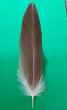 Brown Eagle Smudging Feather.  32cm Long, 7.5cm At Widest. Not From Wild Bird.