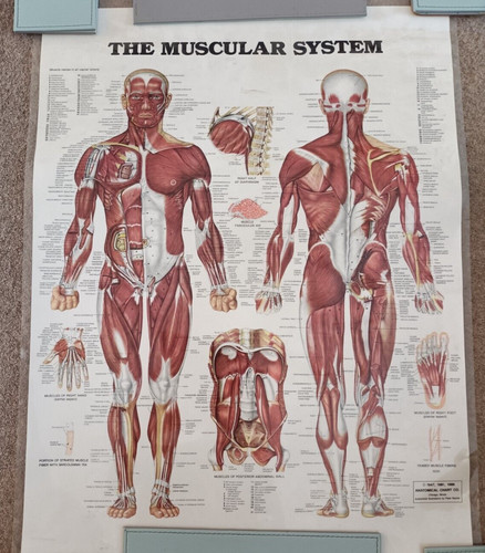 Human muscular system - , anatomy