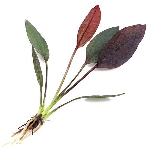 Echinodorus aflame live - echinodorus,