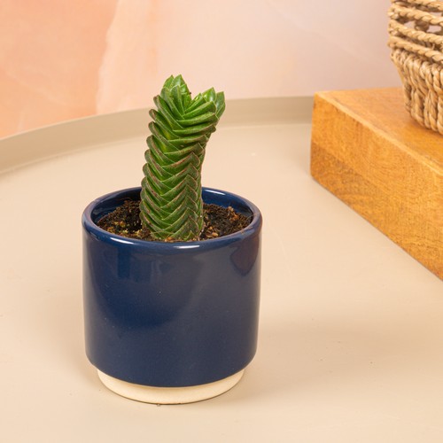 Baby crassula buddha temple - baby, buddha's