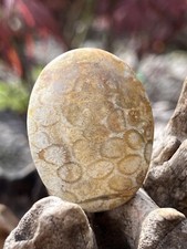 Fossilised coral crystal - coral,