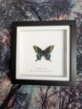 Alpine Black Swallowtail