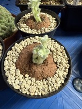 SINNINGIA LEUCOTRICHA