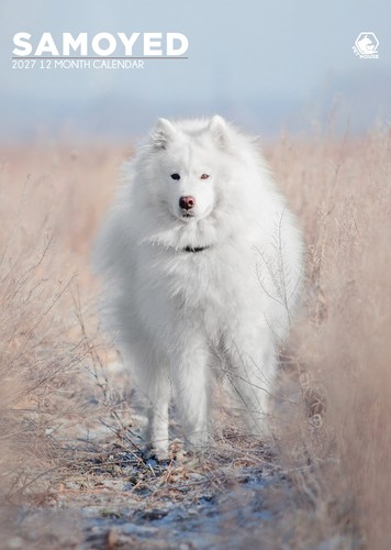 Samoyed 2027 a3 wall - samoyed,