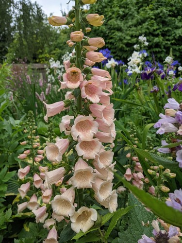 Digitalis foxglove dalmatian - digitalis,