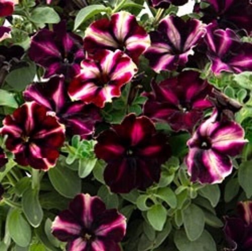 Petunia moonlight romance - petunia,