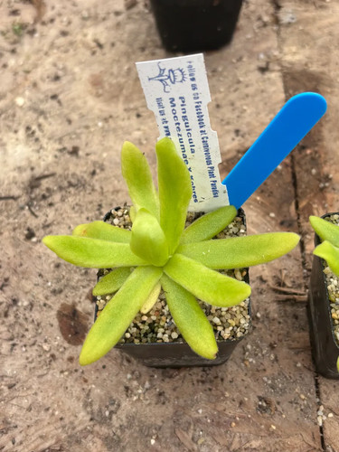 Pinguicula moctezumae kohres - x,