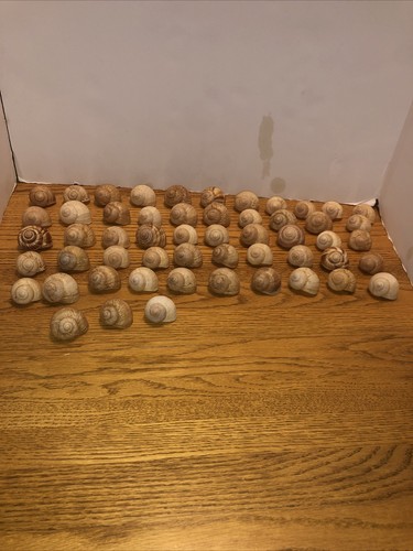 Escargot snail shells empty - snail,