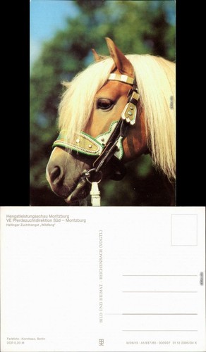Moritzburg stallion - moritzburg,